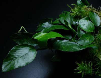 Растениедляаквариума,Анубиаснана"Морщиностолистный"1куст.Живоеаквариумноерастение.