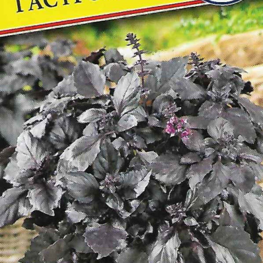 Базилик п. Базилик п. Базилик (реган). Базилик реган фиолетовый. Базилик ереванский сапфир.