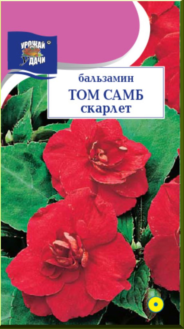 Скарлет семена. Бальзамин там Самб. Том Самб Скарлет. Бальзамин том Самб Скарлет фото. Дзамин том Самб.