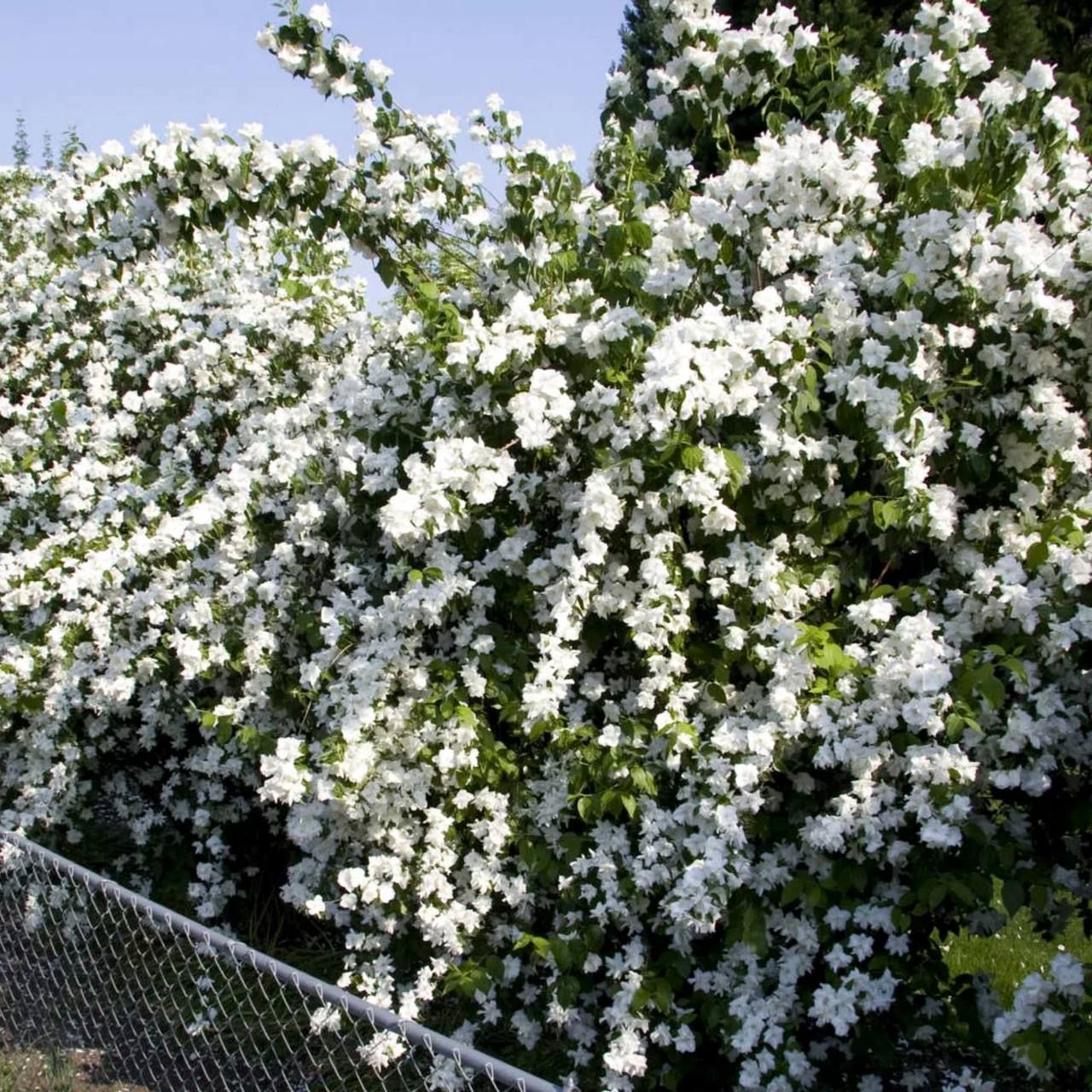 Чубушник махровый шнеештурм. Чубушник венечный. Чубушник виргинский вирджинал. Чубушник бель этуаль (belle etoile). Питомник чубушников.
