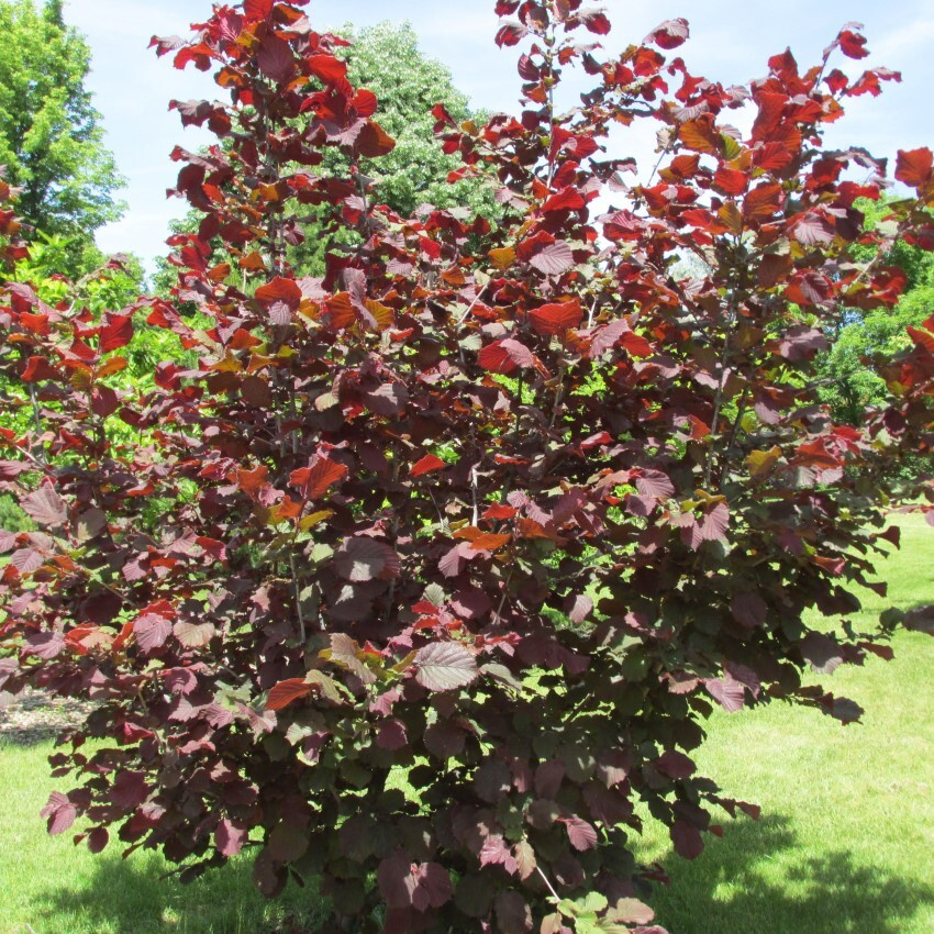 Дерево фундук красный фото