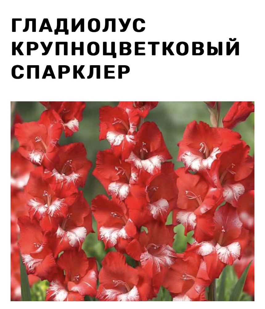 Гладиолус шоколадница