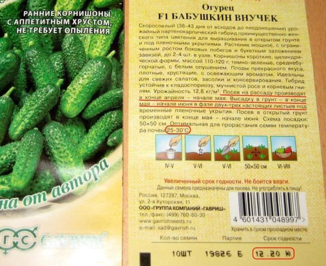 Внучка огурцы описание сорта фото