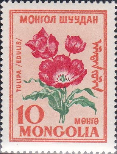 Как выглядит цветок монголия