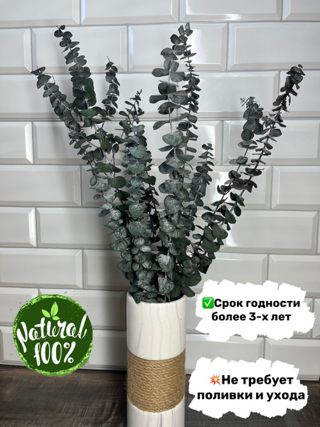 Сухоцветы Эвкалипт, Бэби Блю, 65 см, 1 шт купить по выгодной цене в ...