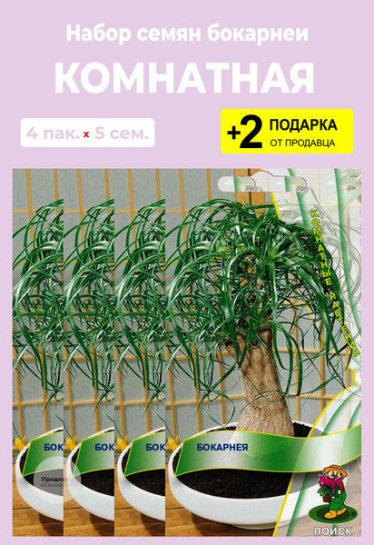 Бокарнея (Бутылочное дерево) For Home And Family Бокарнея комнатная ...