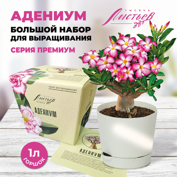 Набор для выращивания Тысяча листьев, Адениум, Многолетник купить по ...