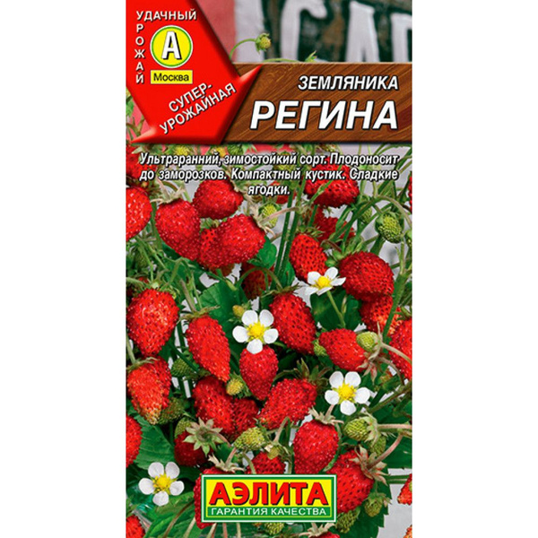 Земляника регина описание сорта фото отзывы садоводов