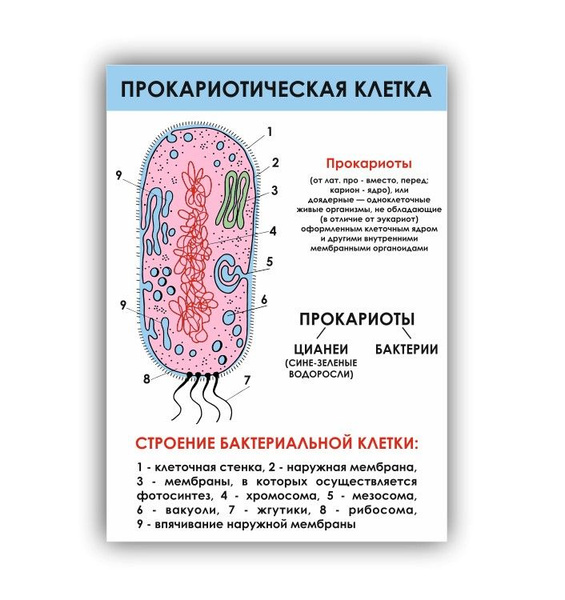 Различия в строении клеток эукариот и прокариот - Гипермаркет знаний