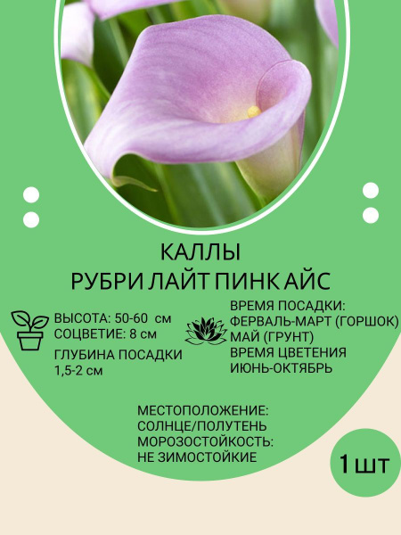 Луковицы Калла купить по выгодной цене в интернет-магазине OZON (849544071)