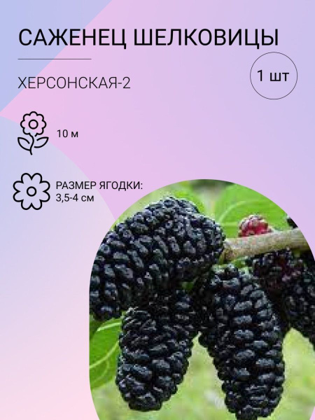 Шелковица Херсонская-2, саженец многолетнего кустарника, зкс - купить с ...