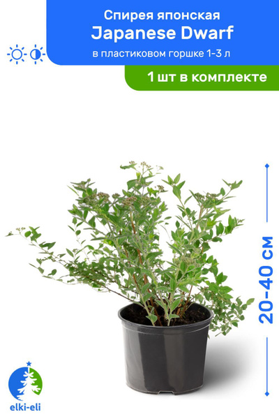 Спирея японская Japanese Dwarf (Джапаниз Дварф) 20-40 см в пластиковом ...