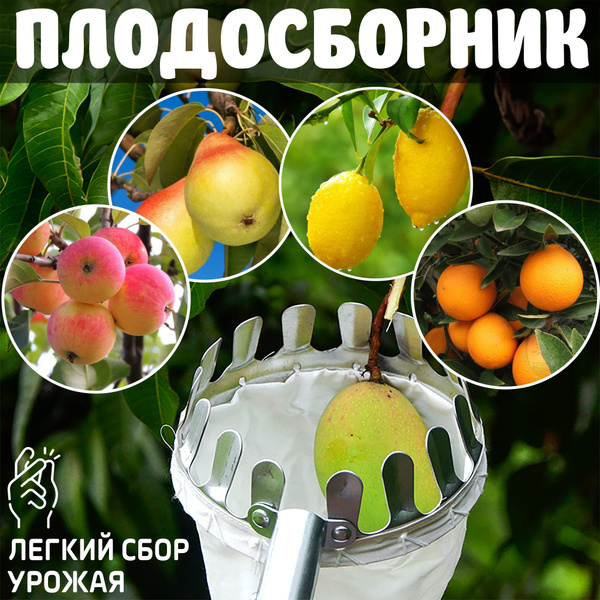 Плодосборник, плодосъемник для сбора фруктов: яблок и груш, персиков и ...