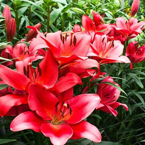 Borrello trädlilja - Garden Seeds Market Gratis frakt