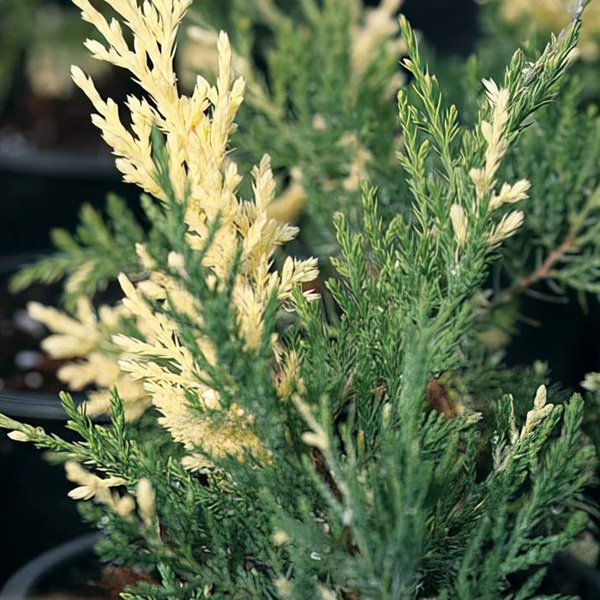 Можжевельник казацкий "Вариегата" (Juniperus sabina "Variegata")