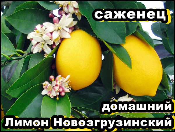 Клубни Лимон комнатный Gold Arboretum купить по выгодной цене в ...
