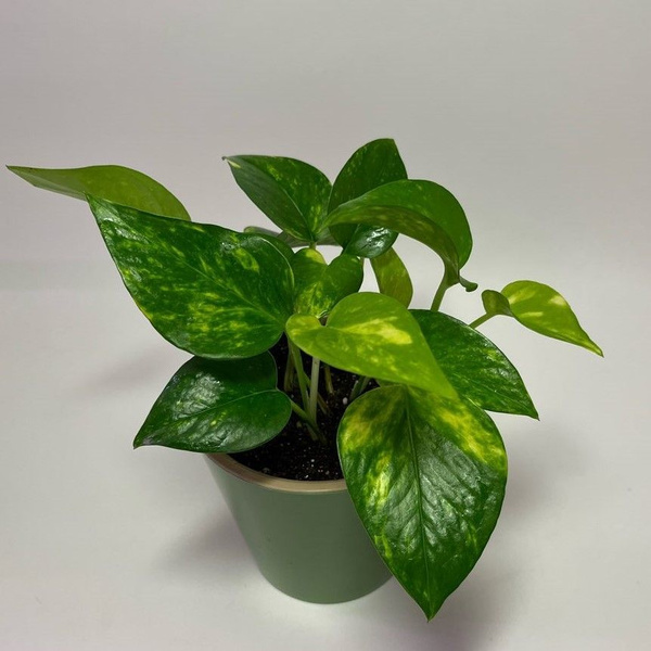 Эпипремнум Эпипремнум Золотистый (Epipremnum Aureum) 20 см, 10 дм, 005 ...