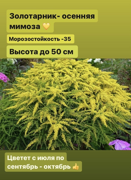 Золотарник. Мимоза. Саженцы - купить с доставкой по выгодным ценам в ...
