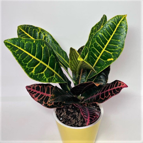 Кротон Кротон Петра вариегатум (Codiaeum Petra variegatum)50см, 14 дм ...