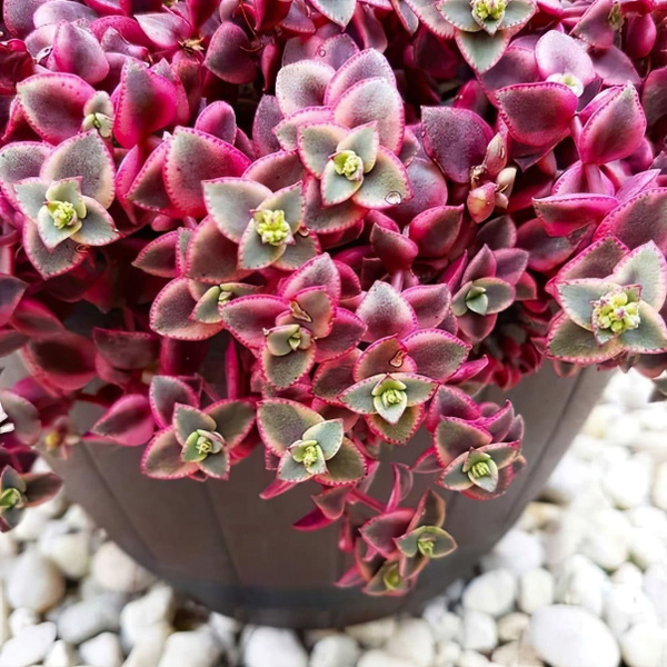 Крассула, Суккулент Кактусёнок зеленый, 1 шт - купить по выгодной цене ...