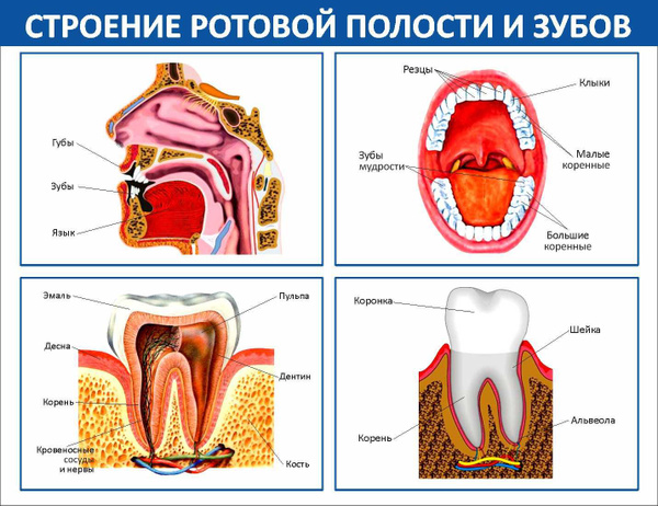 Особенности расположения и строения ротовой полости
