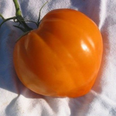 Томаты золотые купола описание сорта фото отзывы