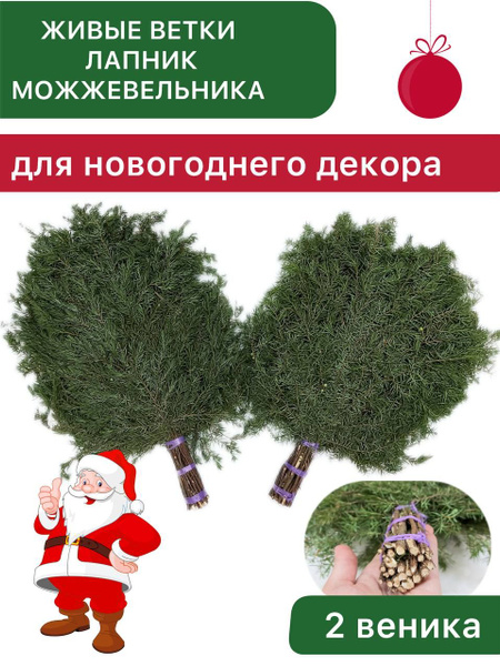 Лапник/ Живые Ветки можжевельника для новогоднего декора / можжевельник ...
