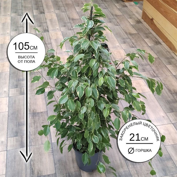 Фикус Бенджамина Голден Кинг 21*105, живое комнатное растение в горшке ...