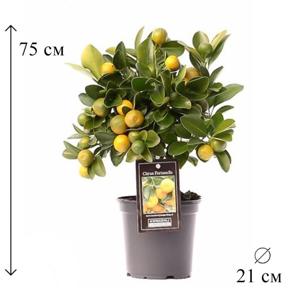 Цитрофортунелла Каламондин штамб 21/75, 21 дм, 1 шт - купить по ...