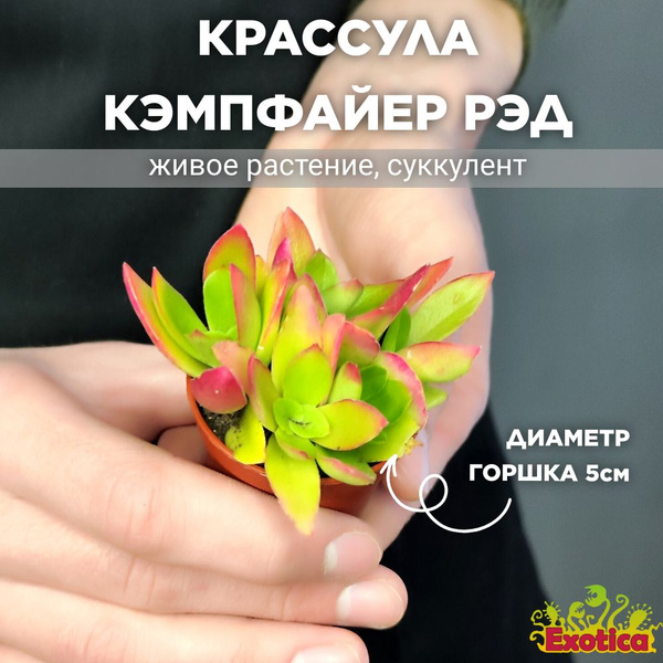 Крассула Exotica Crassula Capitella Campfire Red, 5 дм, 01230 шт ...