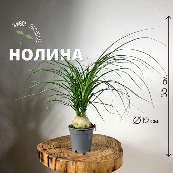 Нолина Plants Bel House, 12 дм, 1 шт - купить по выгодной цене в ...