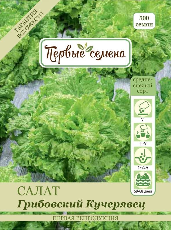 Салат одесский кучерявец схема посадки