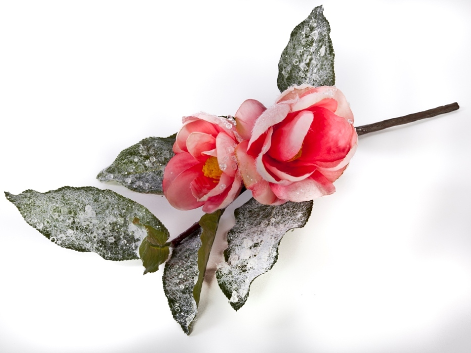 Магазин Камелия Ярославль