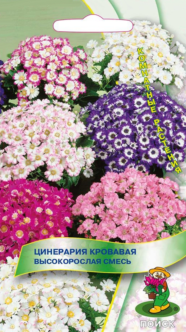Купить Цинерарию Гибридную Семена В Интернет Магазине