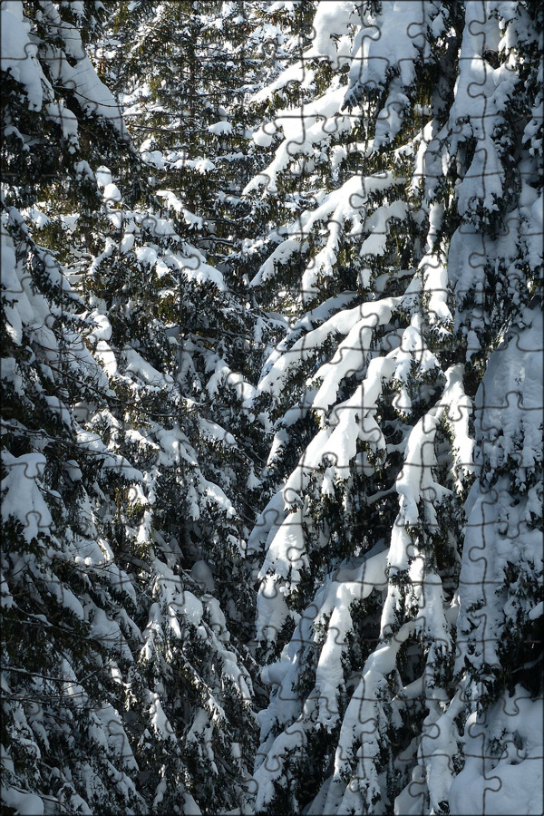 Snow covered fir trees фото 21