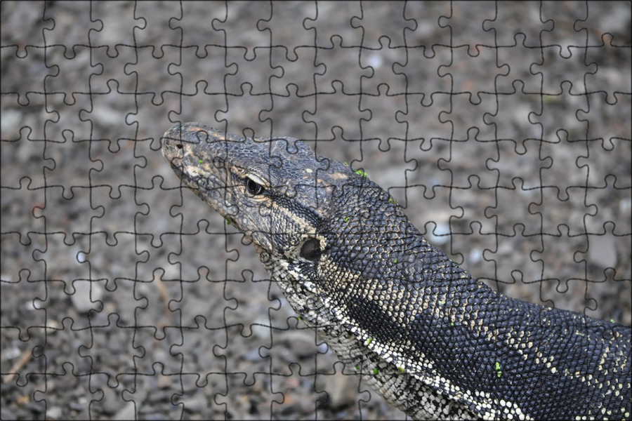 Big lizard