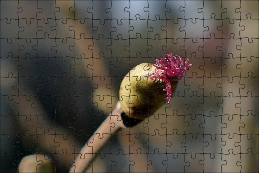 Лично я ничего не берусь утверждать, но то, что видите на этих пяти фото, считаю