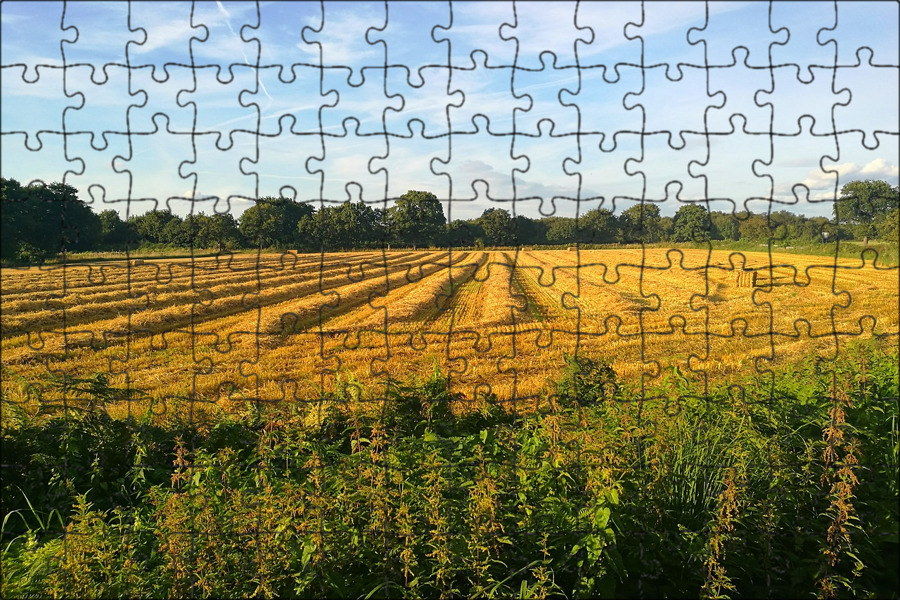 По периметру кукурузного поля планируется. Кукурузное поле. Поле сельское хозяйство. По периметру кукурузного поля планируется. Кукурузные поля агротерра.