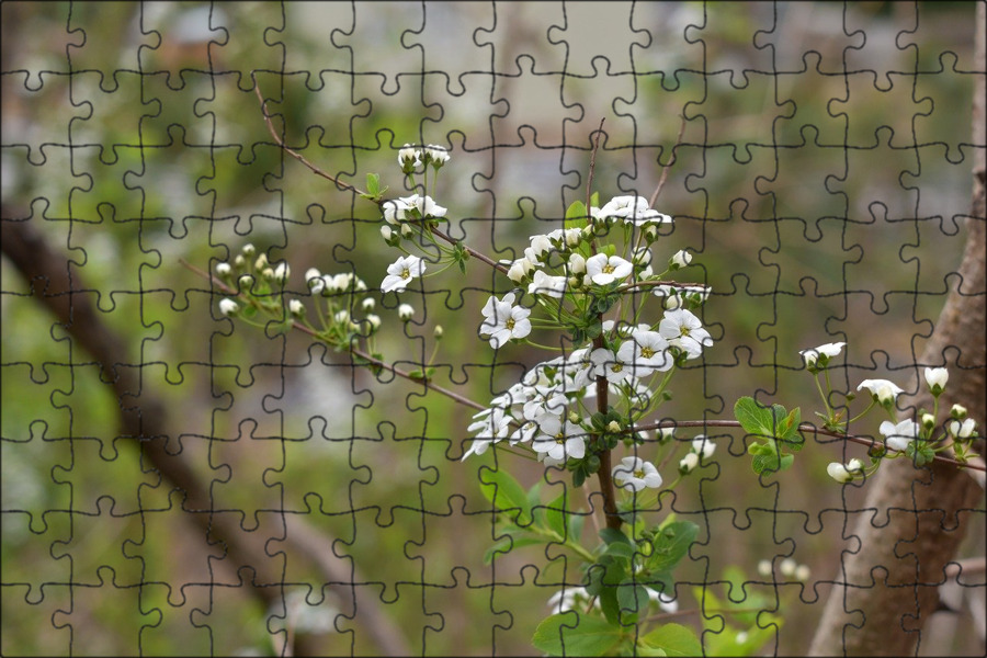 Погода таволгах на месяц. Meadowsweet перевод. Meadowsweet PNG.