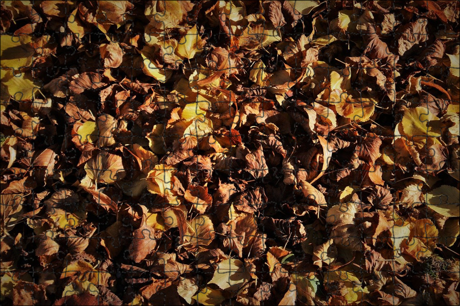 Сухие листья купить. Сухие листья. Сухая осень. Осенняя листва сухая. Осень сухие листья.