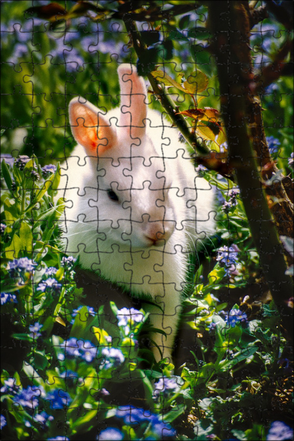 Домашние кролики на природе. Кролики в природе. Белый заяц цветы. Заяц с ромашкой. Красивые животные.