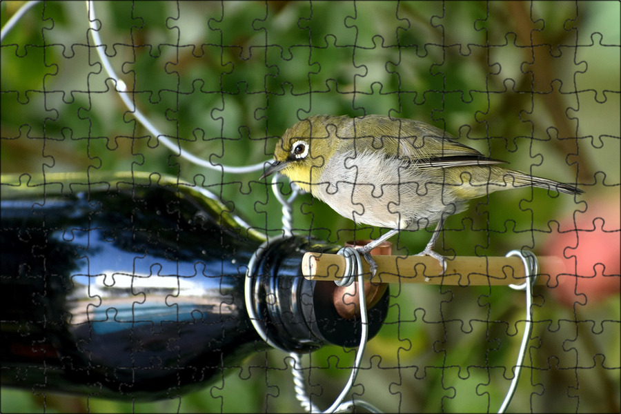 Песенка пить полоть какая птица. Птица пьет. Голубь уличный. Голубь под дождем. Соловей птичка певчая.