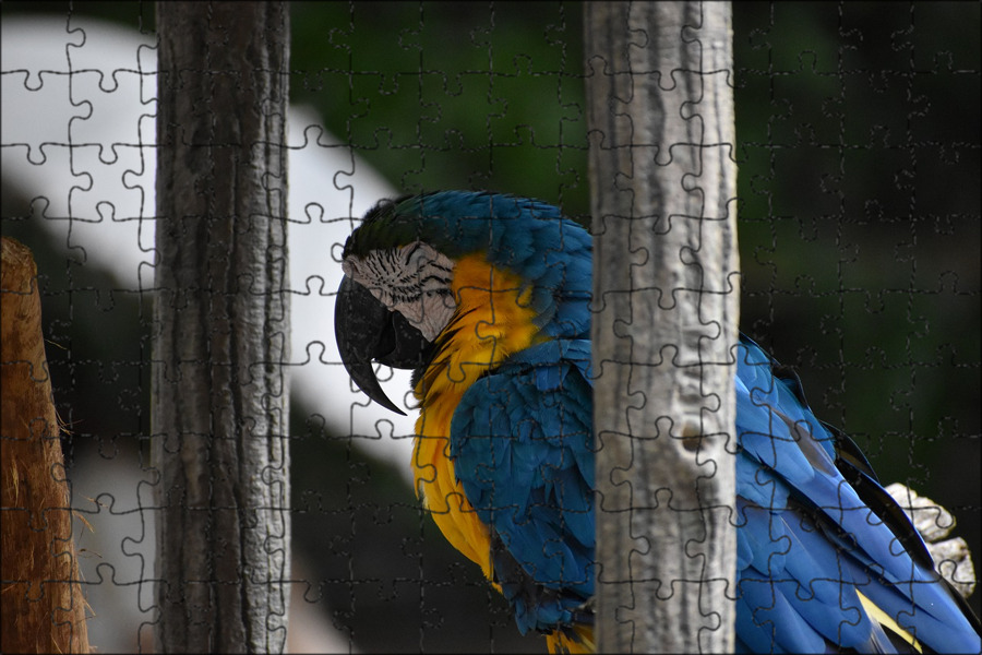 Ташкентский зоопарк сине желтые попугаи ары. Bird Zoo. Blue zoo