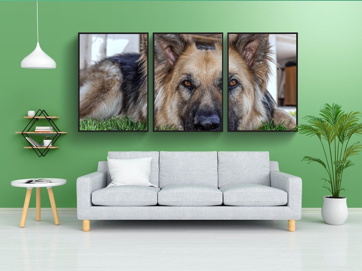 Постер собаки. Постеры с собаками. Мини постеры для собак. Импостер собака. Постер собака дзен.