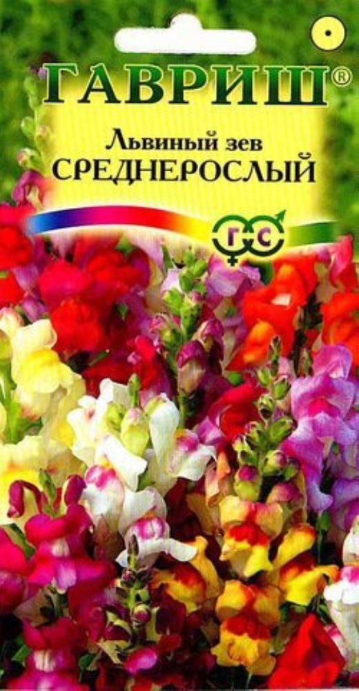 Как пересадить львиный зев. Семена львиного зева antirrhinum. lvinyy-zev-(antirrinum)-solnechnyy-0-1g-gavrish. львиный зев гавриш. цветы гавриш антирринум.