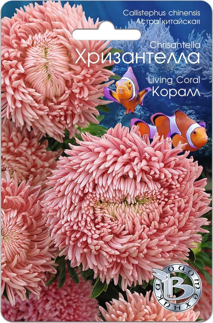Астра Хризантелла Призрак оперы описание характеристики выращивание и отзывы