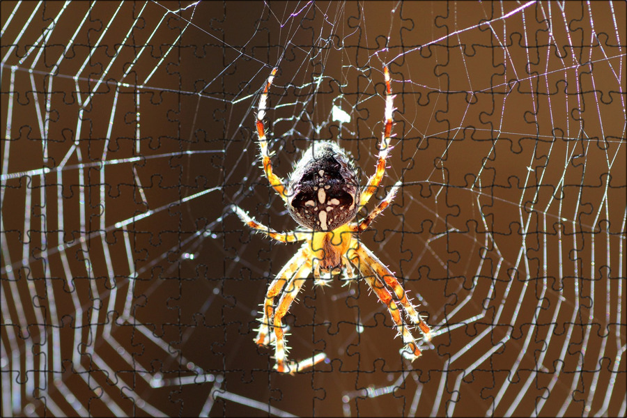 Увидеть паука днем. Пауки тетрагнатиды паутина. Паук обои. Стол паук. Картинки на рабочий стол паук.