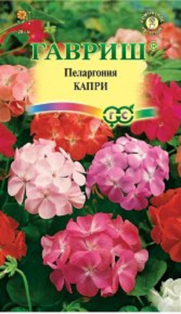 Пеларгония зональная капри