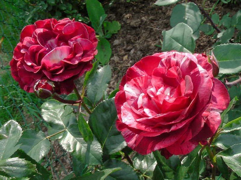 Роза брауни плетистая фото и описание