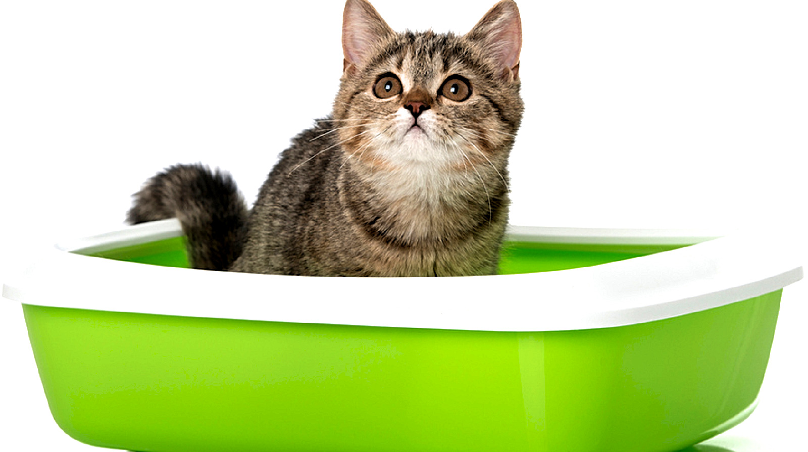 Приучить котенка к лотку быстро с наполнителем. Туалет для кошек. Лоток для котят. Кошачий лоток с наполнителем. Кот в лотке.